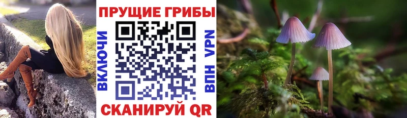 Галлюциногенные грибы Psilocybe  Кущёвская 